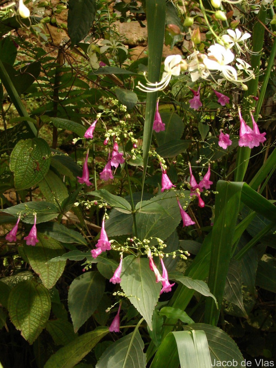 Strobilanthes hamiltoniana (Steud.) Bosser & Heine